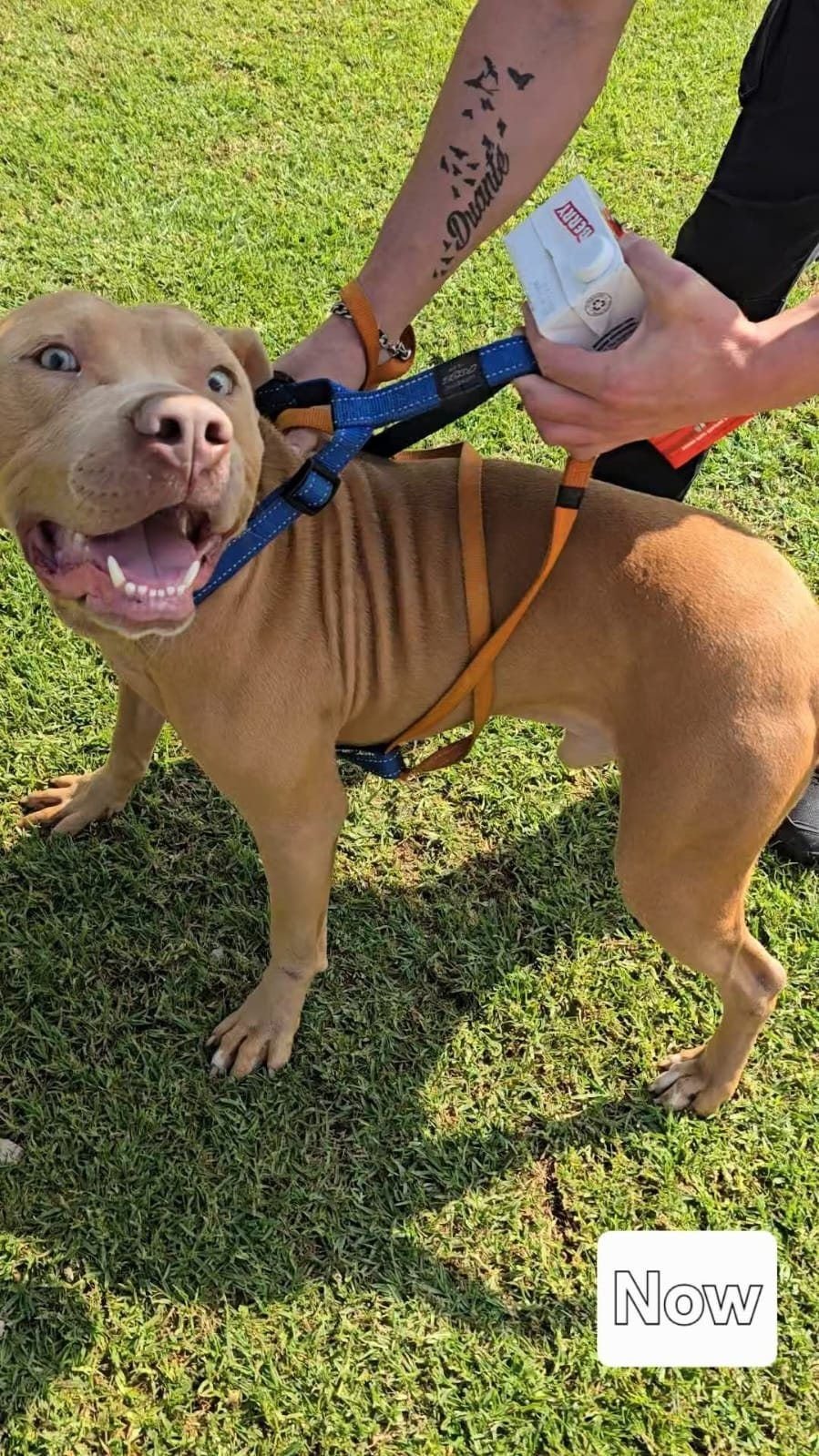 A rescued dog at Moeggetjank, now