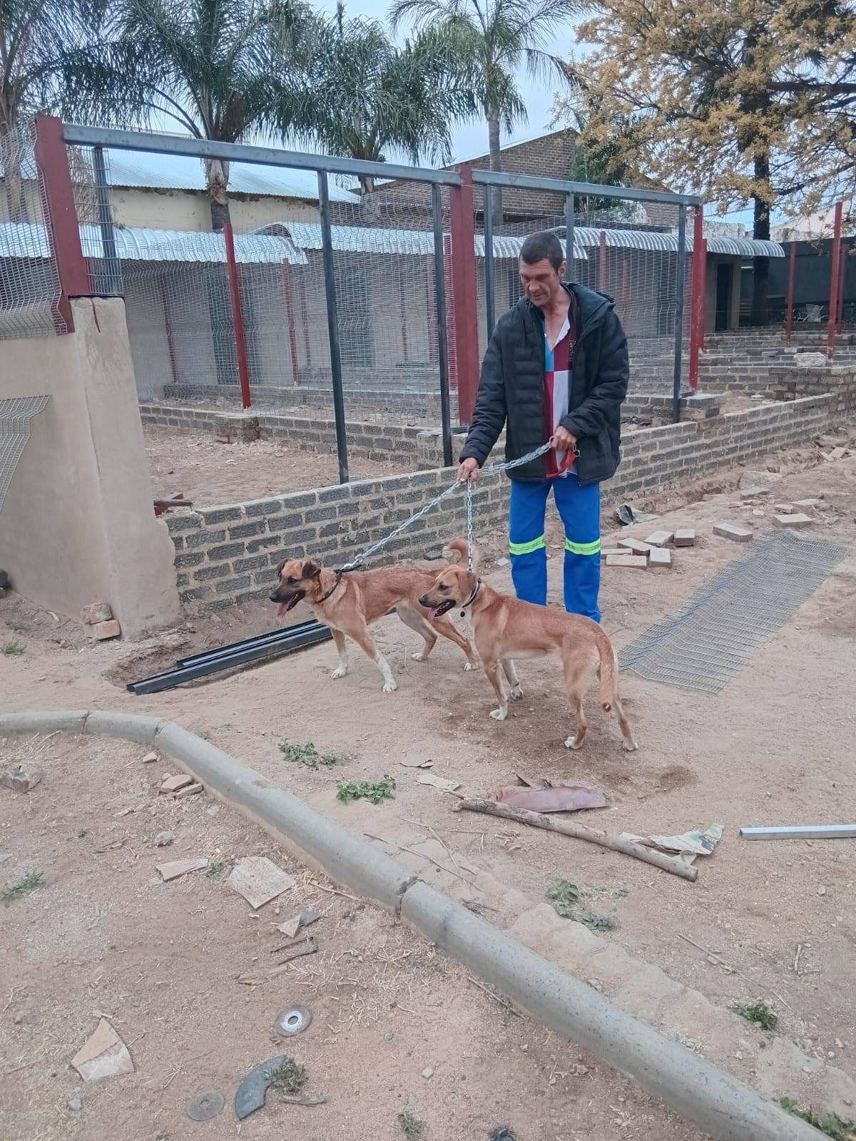 Daar word met honde by die nuwe hokke gestap